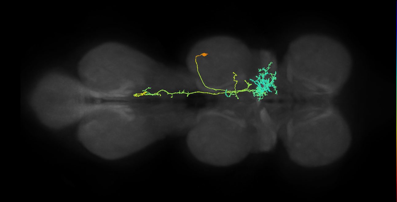 IN11A020_T2_R (MANC:31329)