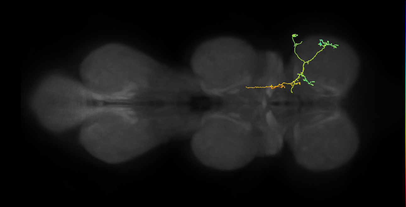IN21A047_T1_R (MANC:31388)