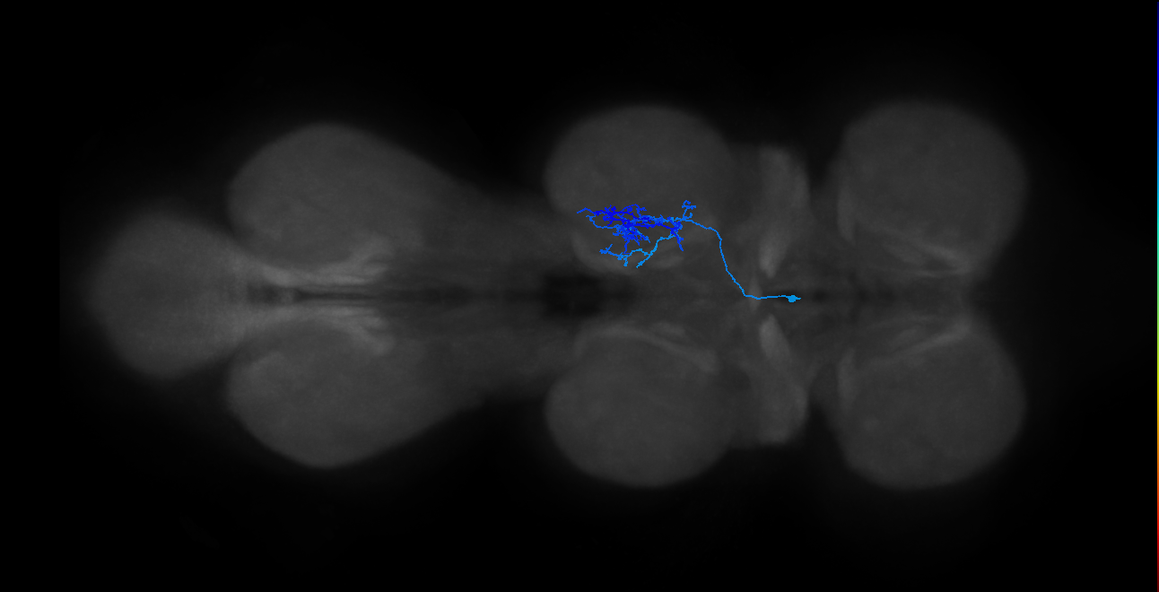 IN14A008_T2_L (MANC:31560)