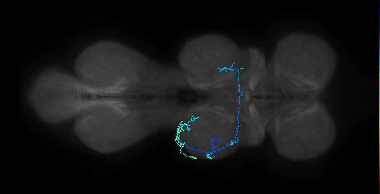 IN19A024_T2_L (MANC:31627)