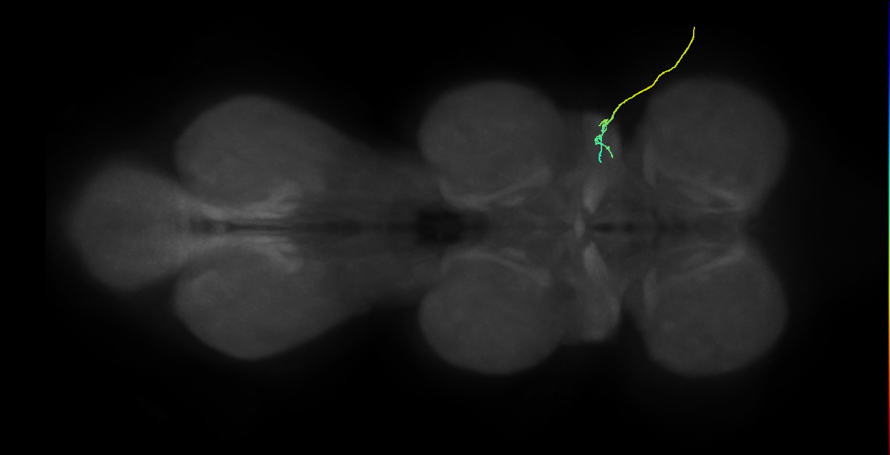 SNta05_ADMN_R (MANC:31746)