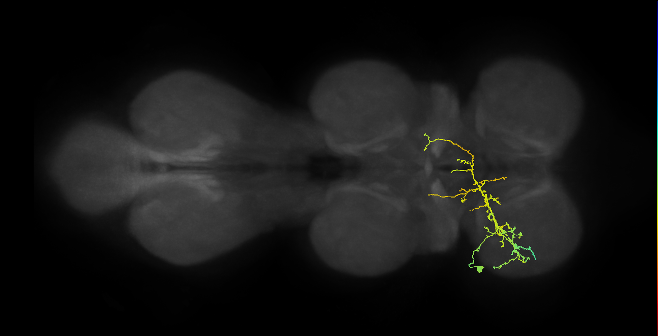 IN21A041_T1_L (MANC:31752)