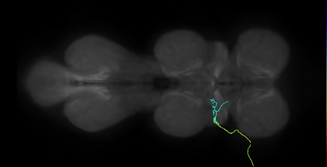 SNta01_ADMN_L (MANC:31753)