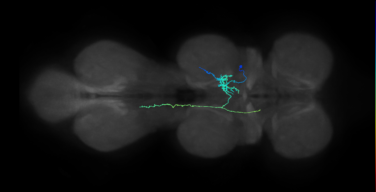 IN10B013_T2_R (MANC:31805)