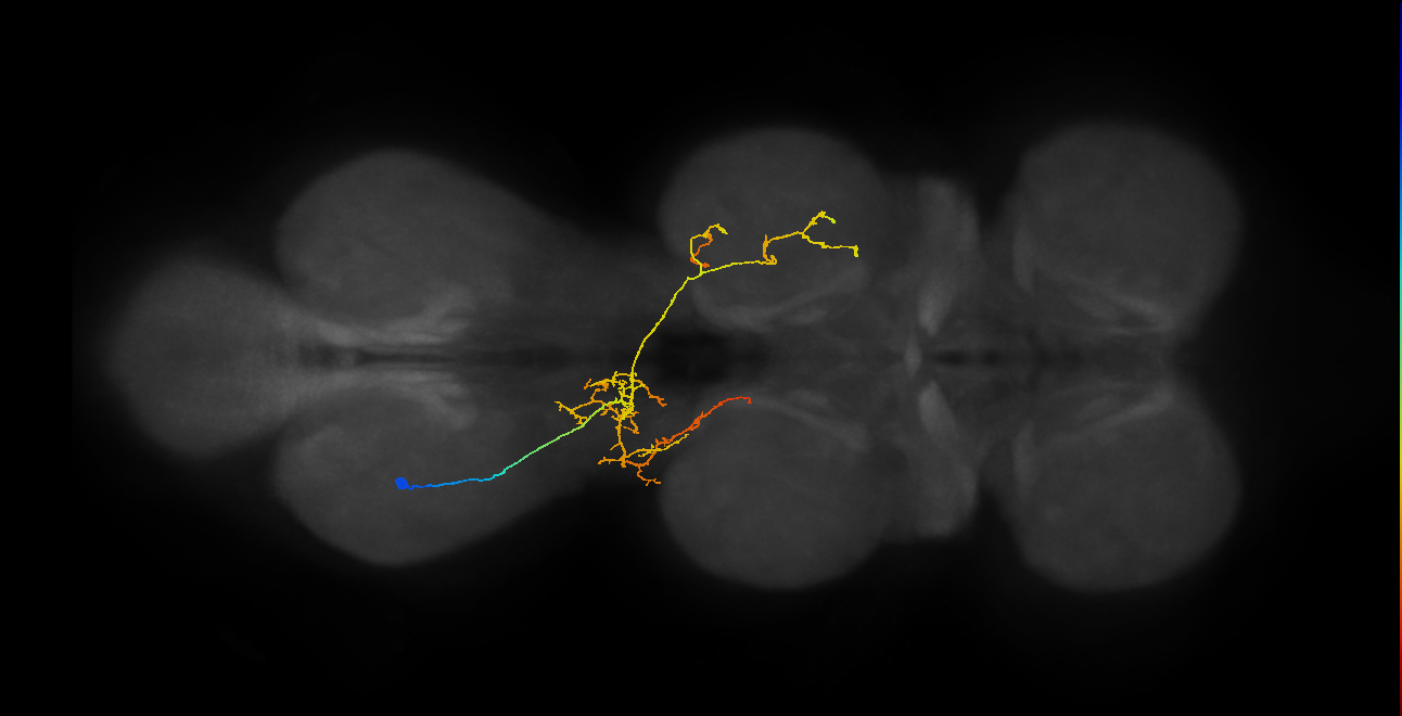 IN07B063_T3_L (MANC:31901)