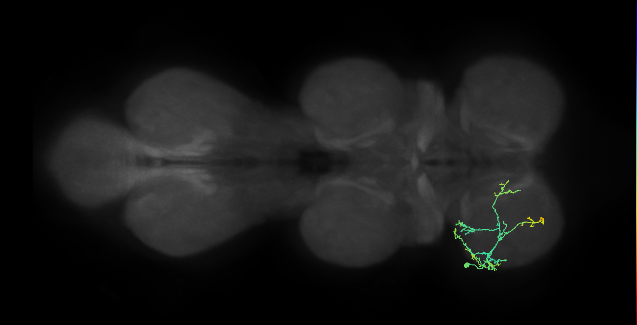 IN20A.22A009_T1_L (MANC:31911)