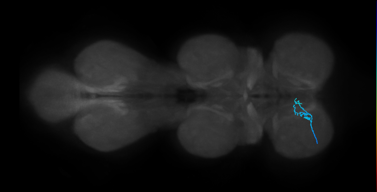 SNch13_ProLN_L (MANC:32074)