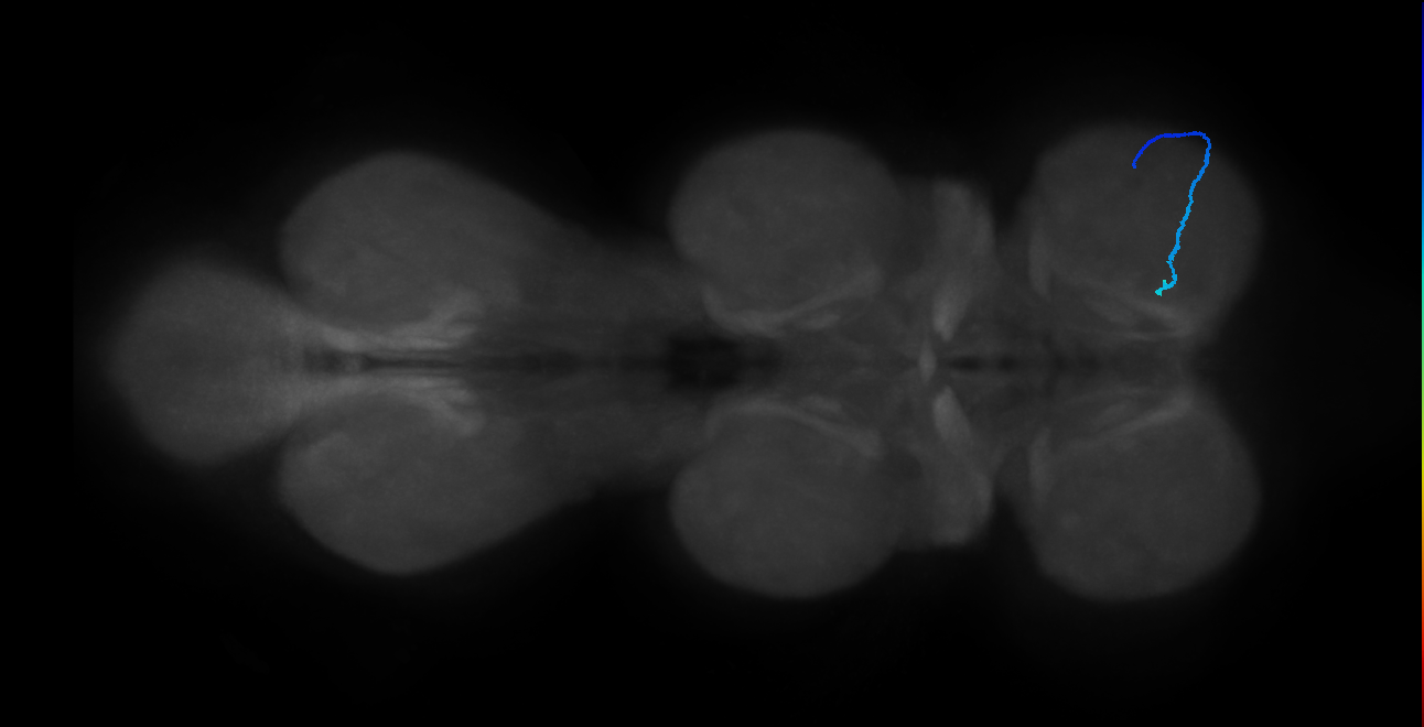 SNta24_ProLN_R (MANC:32130)