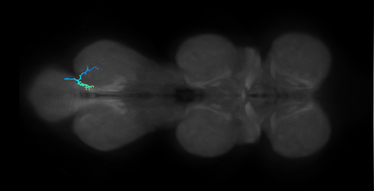 SNta19_MetaLN_R (MANC:32271)