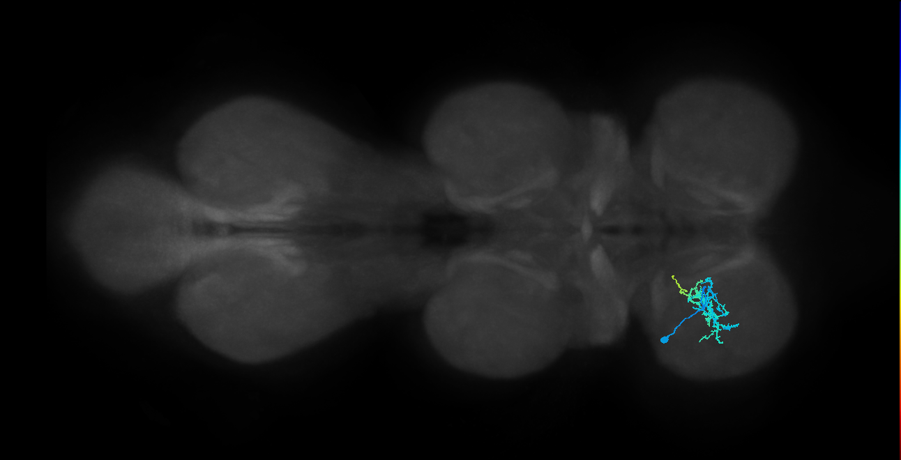 IN01B015_T1_L (MANC:32289)