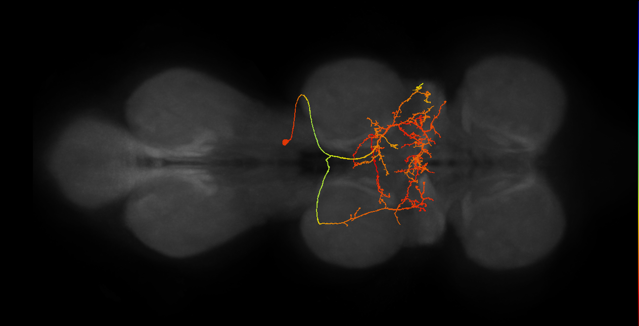 IN19B045_T2_R (MANC:32328)