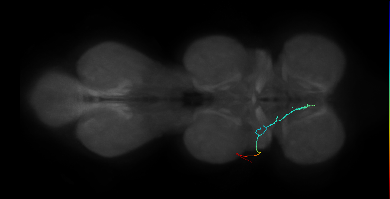 SNta11_PDMN_L (MANC:32337)
