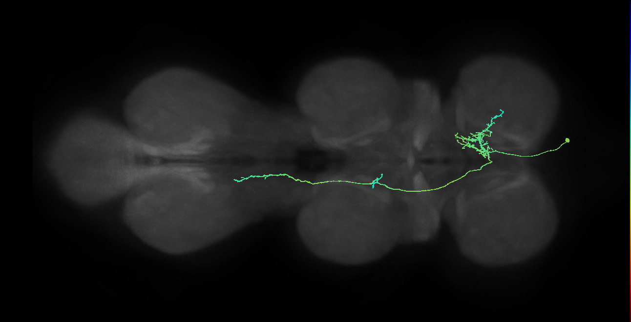 IN10B013_T1_R (MANC:32469)