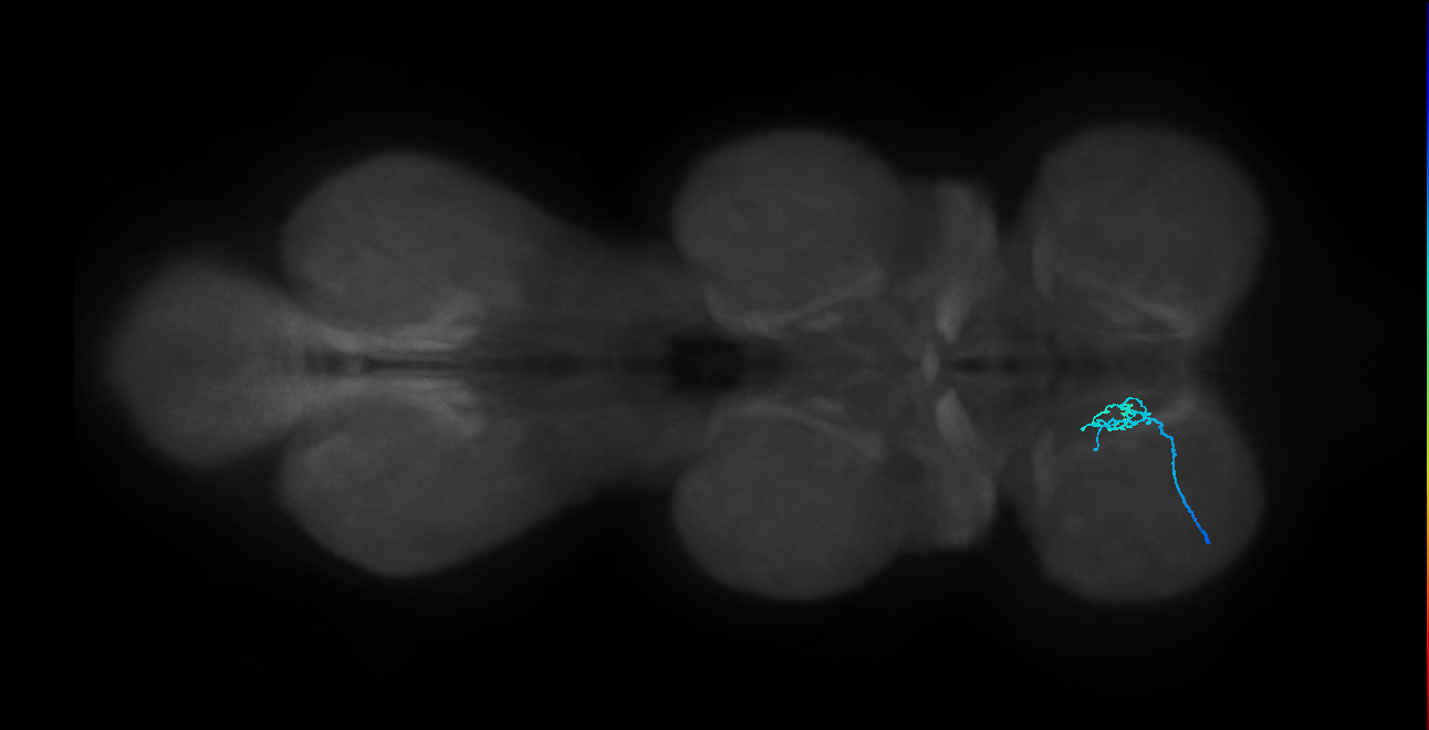 SNch06_ProLN_L (MANC:32566)