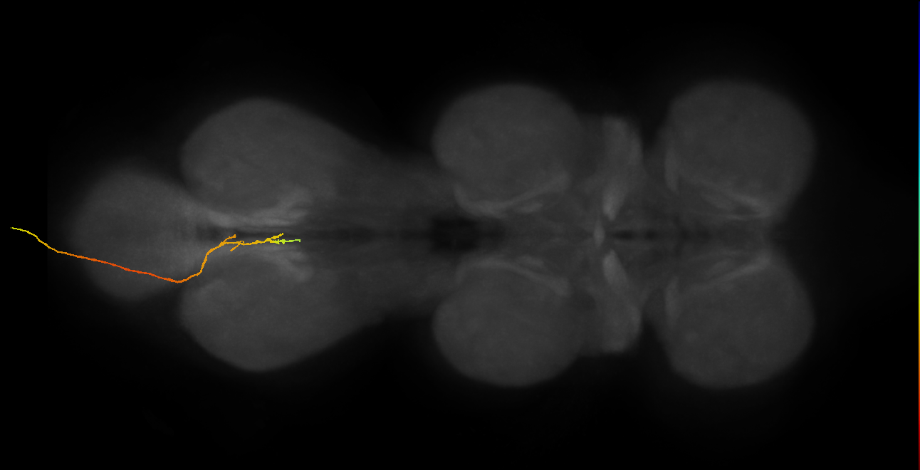 SNxx02_AbN4_L (MANC:32625)