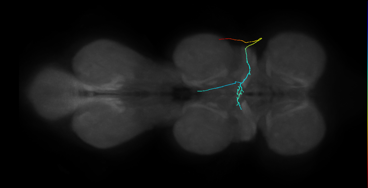 SNta10_PDMN_R (MANC:32689)