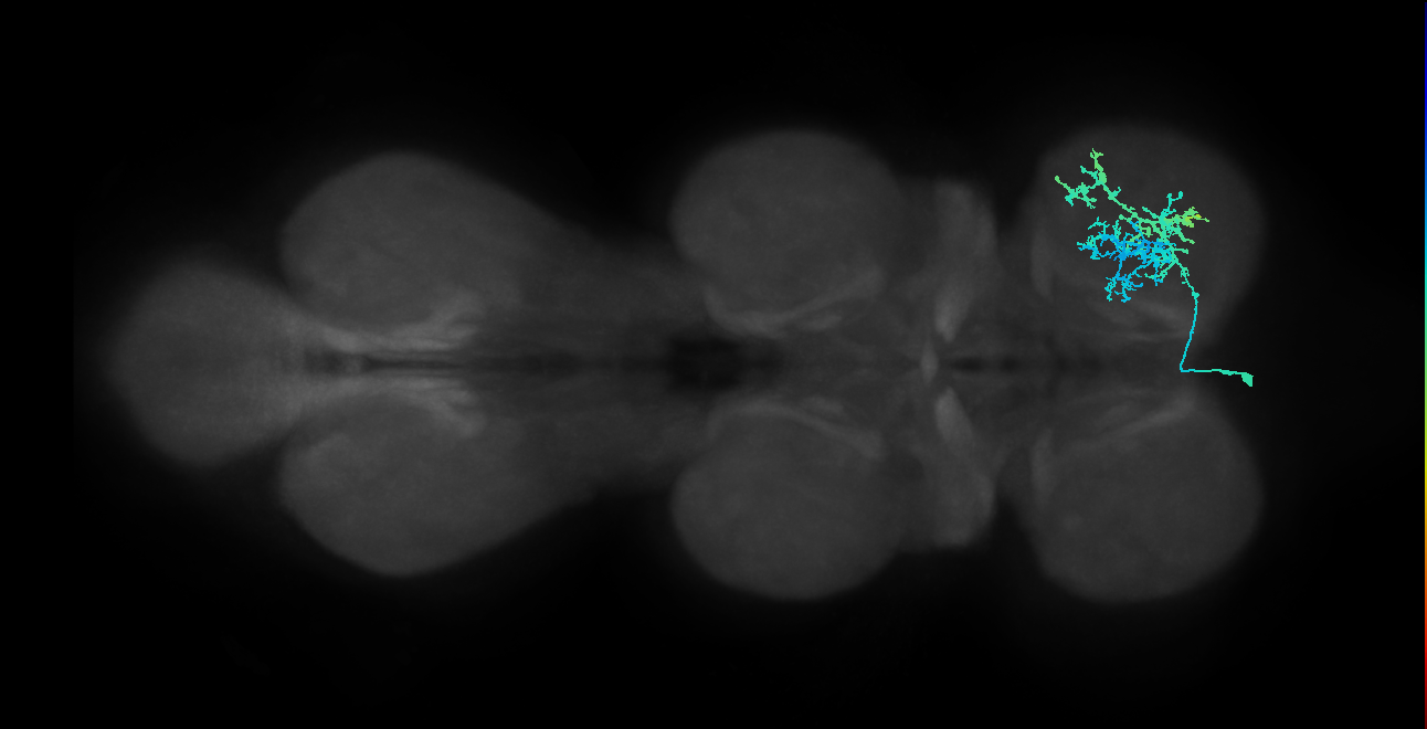 IN13B018_T1_L (MANC:32794)