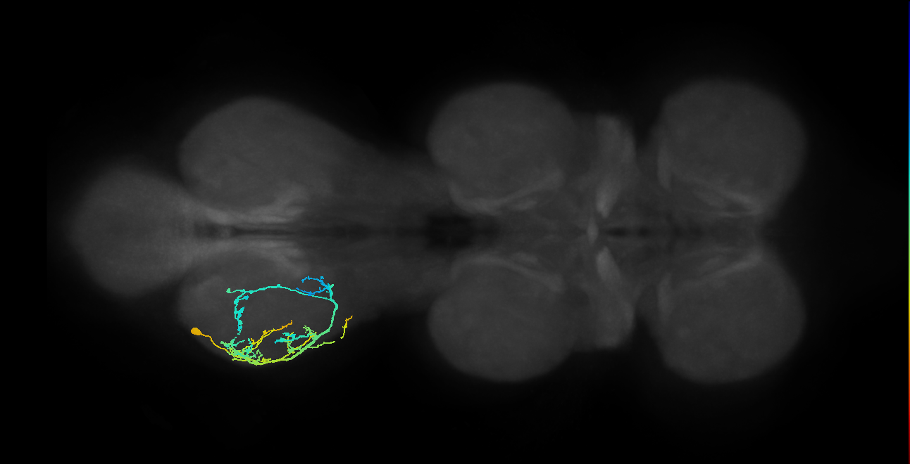IN09A023_T3_L (MANC:33067)