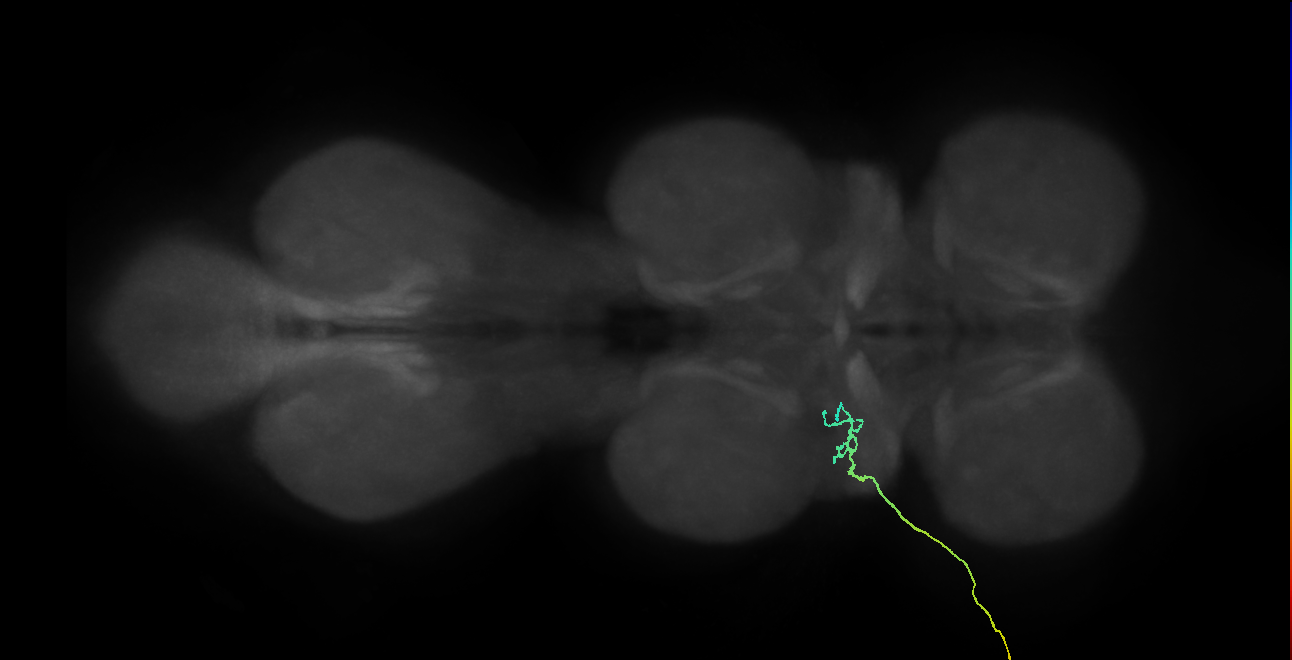 SNta03_ADMN_L (MANC:33078)