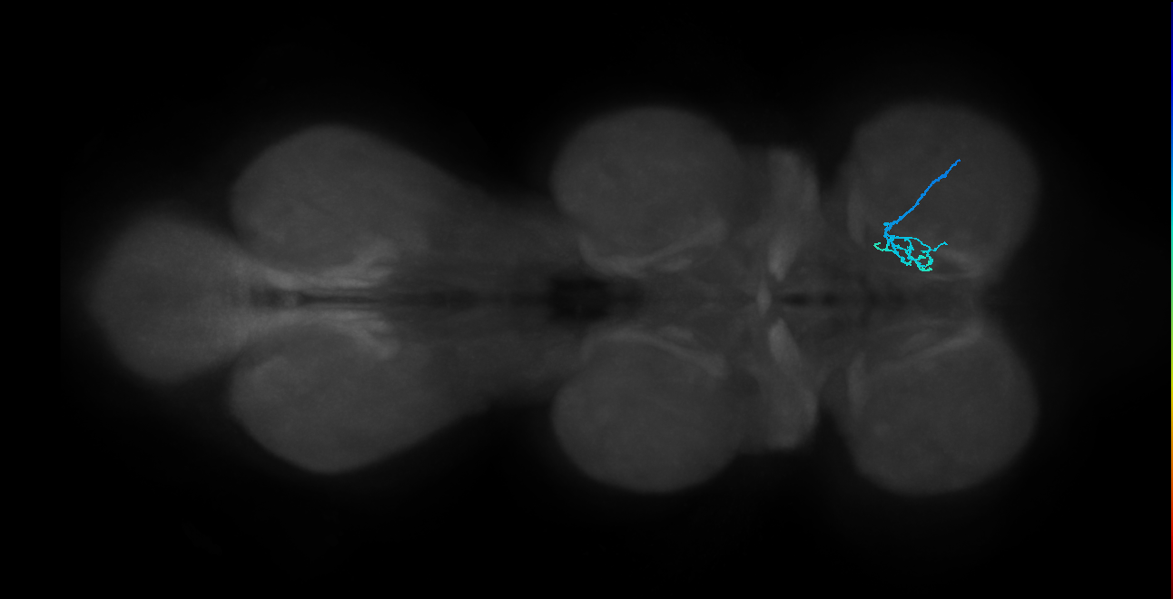 SNch05_ProLN_R (MANC:33089)