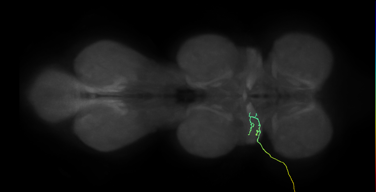 SNta03_ADMN_L (MANC:33119)
