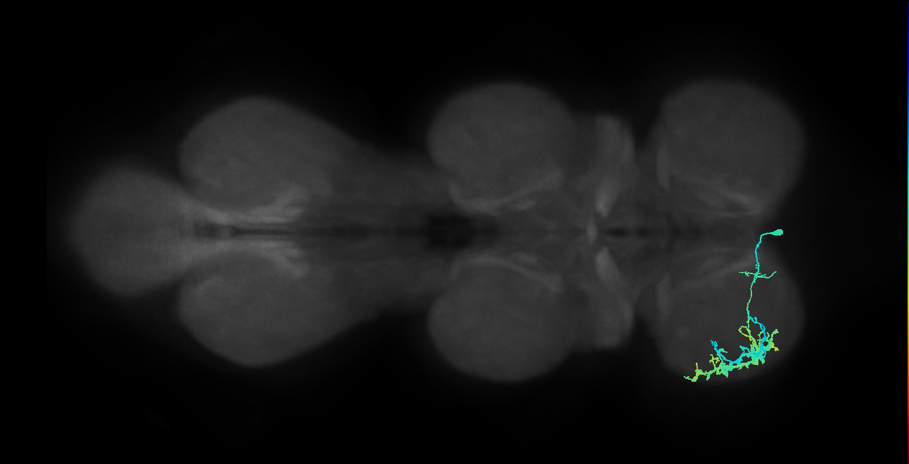 IN13B028_T1_R (MANC:33124)