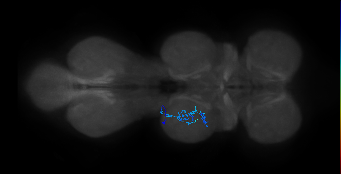 IN20A.22A026_T2_L (MANC:33162)