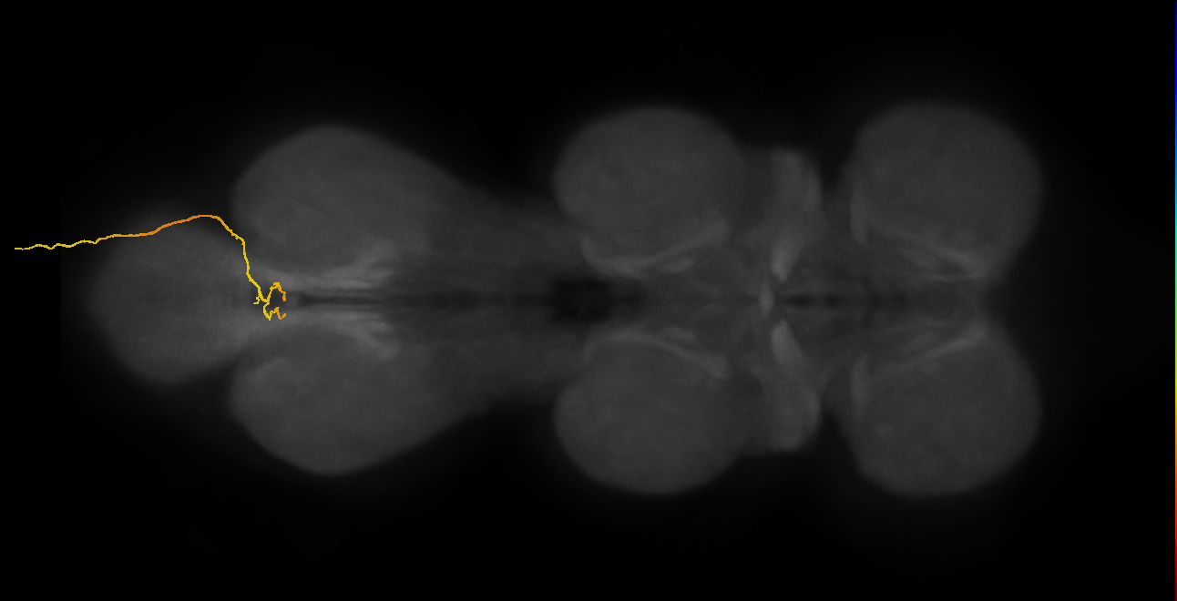 SNxx02_AbN4_R (MANC:33200)