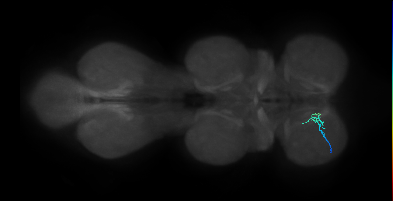 SNta20_ProLN_L (MANC:33317)