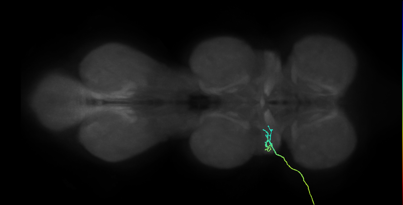 SNta03_ADMN_L (MANC:33516)