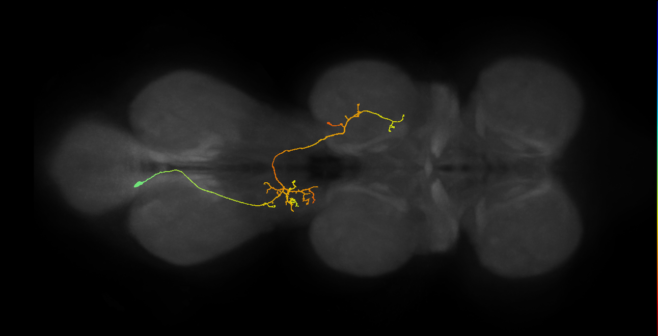 IN06A088_T3_L (MANC:33631)