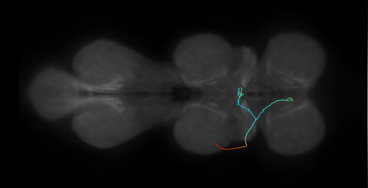 SNta11_PDMN_L (MANC:33658)