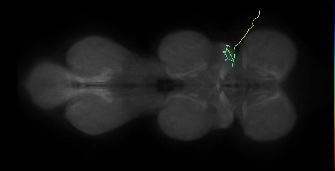 SNta05_ADMN_R (MANC:33721)