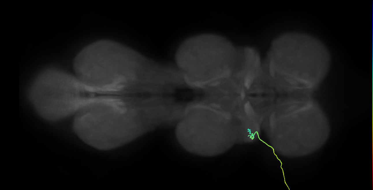SNta05_ADMN_L (MANC:33910)