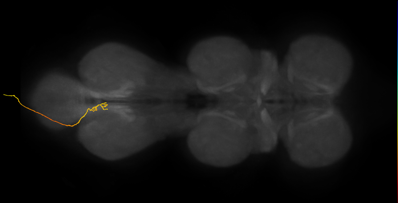 SNxx16_AbN4_L (MANC:33934)