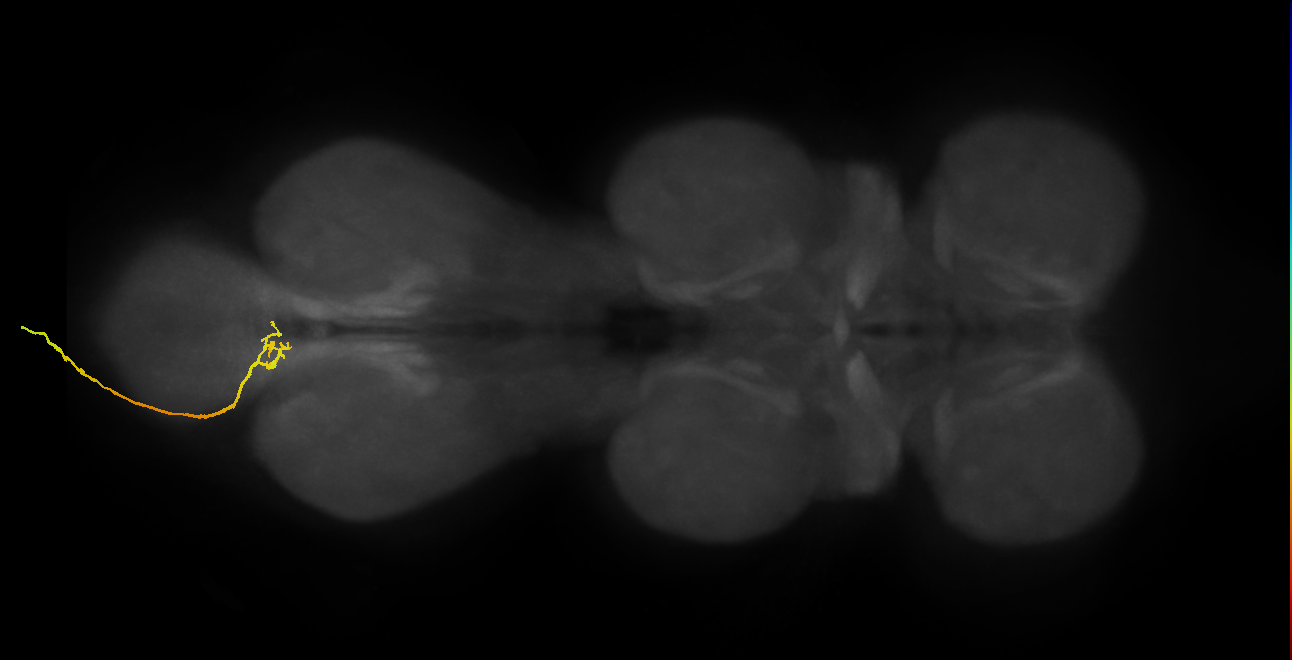 SNxx05_AbN4_L (MANC:33951)