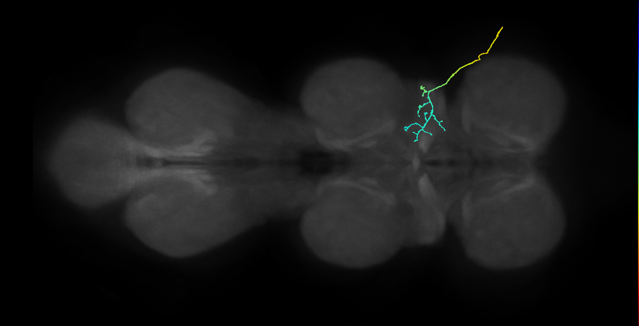 SNta04_ADMN_R (MANC:33959)