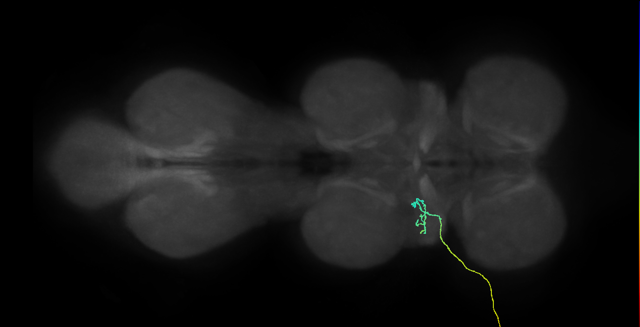 SNta03_ADMN_L (MANC:33988)