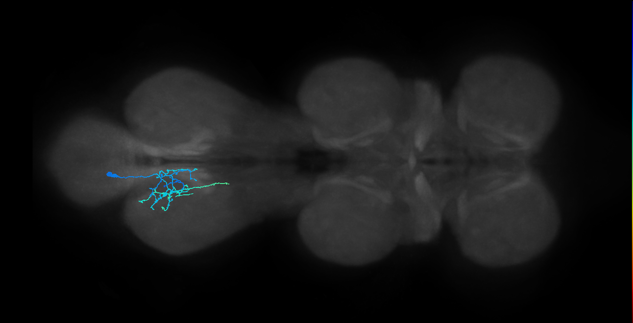 IN01B011_T3_L (MANC:34091)