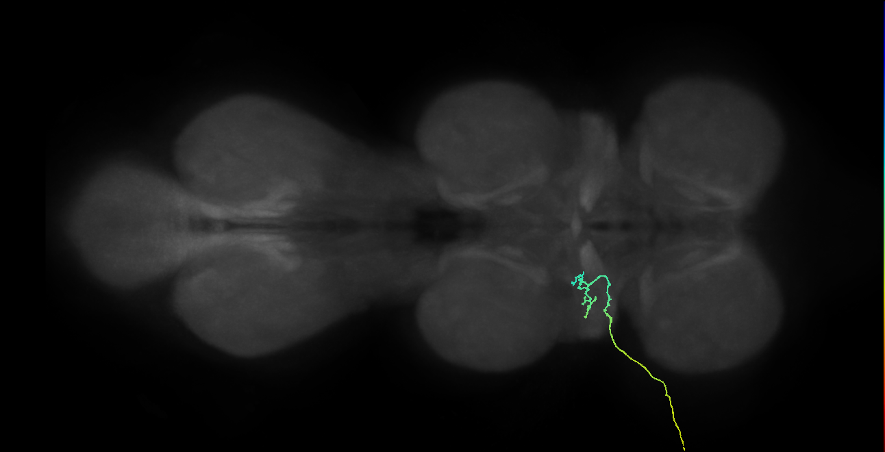SNta03_ADMN_L (MANC:34096)