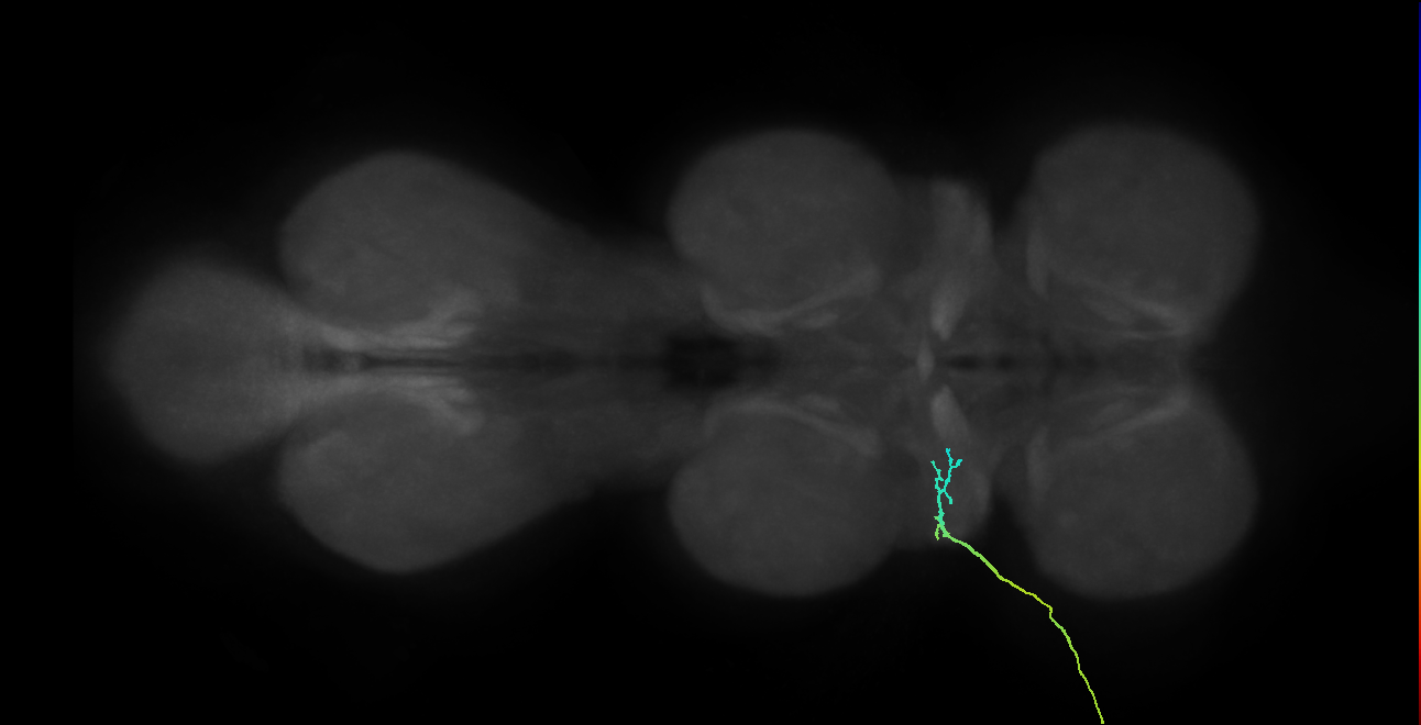 SNta05_ADMN_L (MANC:34465)