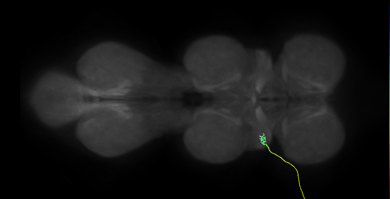 SNta05_ADMN_L (MANC:34481)