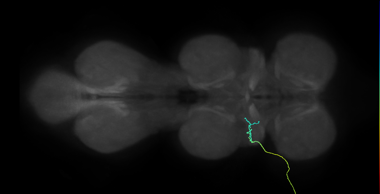 SNta04_ADMN_L (MANC:34559)