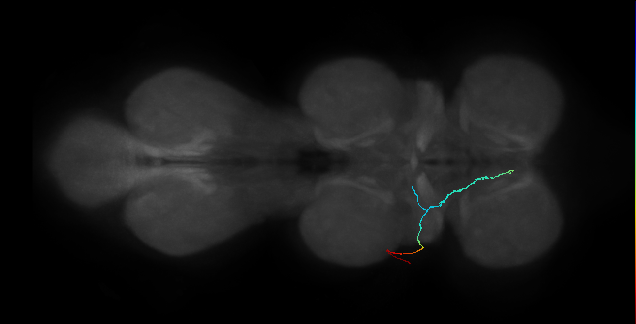 SNta11_PDMN_L (MANC:34667)