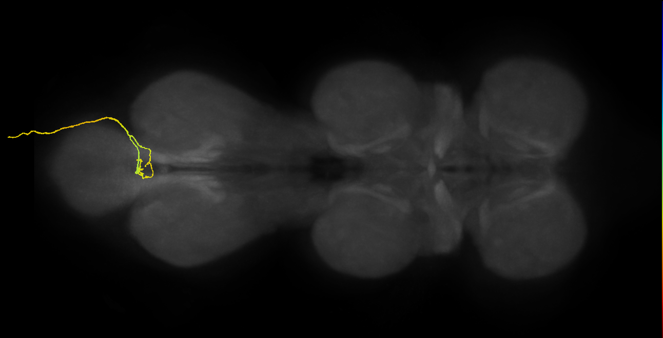 SNxx05_AbN4_R (MANC:34684)