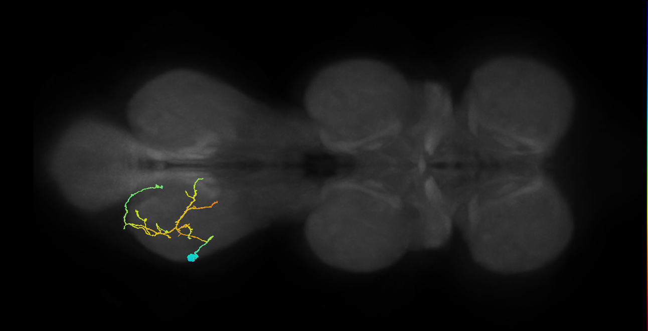 IN08A024_T3_L (MANC:34928)