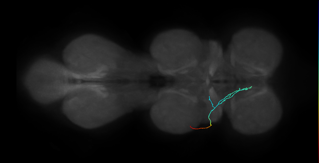 SNta11_PDMN_L (MANC:34966)