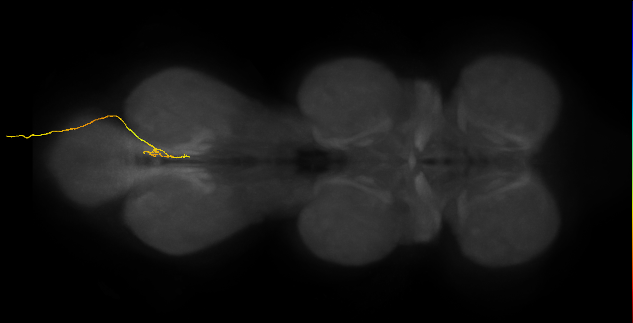 SNxx05_AbN4_R (MANC:34976)