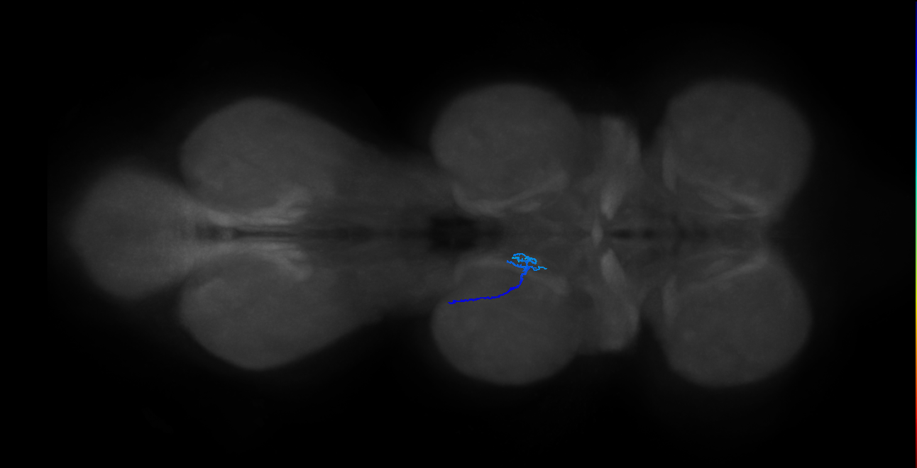 SNch05_MesoLN_L (MANC:35182)