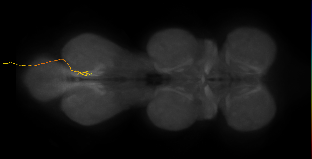 SNxx16_AbN4_R (MANC:35277)